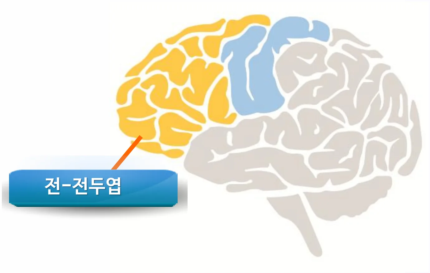 뇌 옆모습 그림. 앞쪽의 전-전두엽 부위가 노란색으로 표시되어 있다.