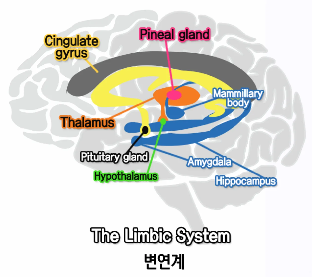 뇌 단면 그림. 대상회, 송과선, 시상, 유두체, 뇌하수체, 시상하부, 편도체, 해마 등 변연계를 이루는 구조가 영어로 표시되어 있다.